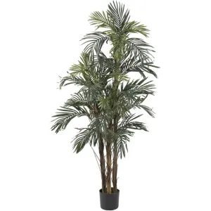 5ft. Robellini Palm Silk Tree