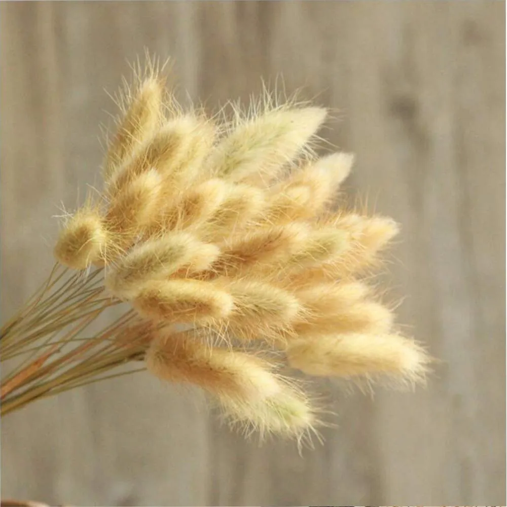 Arte Casa Imported Bunny Tails Brown - Naturally Dried Stems, Perfect for Rustic Home Decor (Set of 30) (Pack of 1)