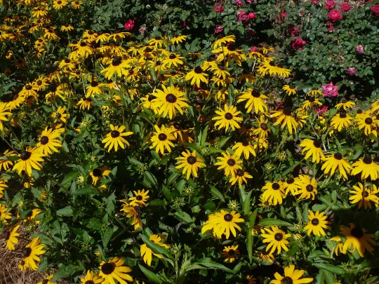 Black-Eyed Susan 1000 Seeds Rudbeckia hirta USA Company