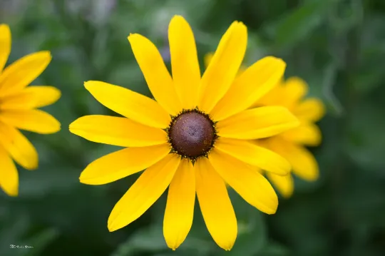 Black-Eyed Susan 1000 Seeds Rudbeckia hirta USA Company