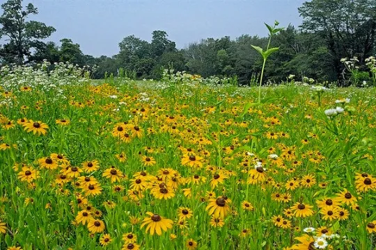 Black-Eyed Susan 1000 Seeds Rudbeckia hirta USA Company