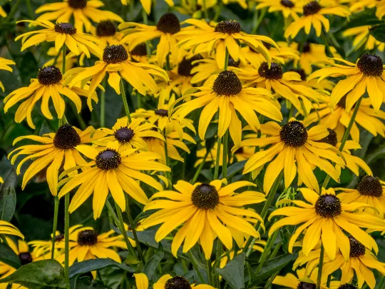 Black-Eyed Susan 1000 Seeds Rudbeckia hirta USA Company