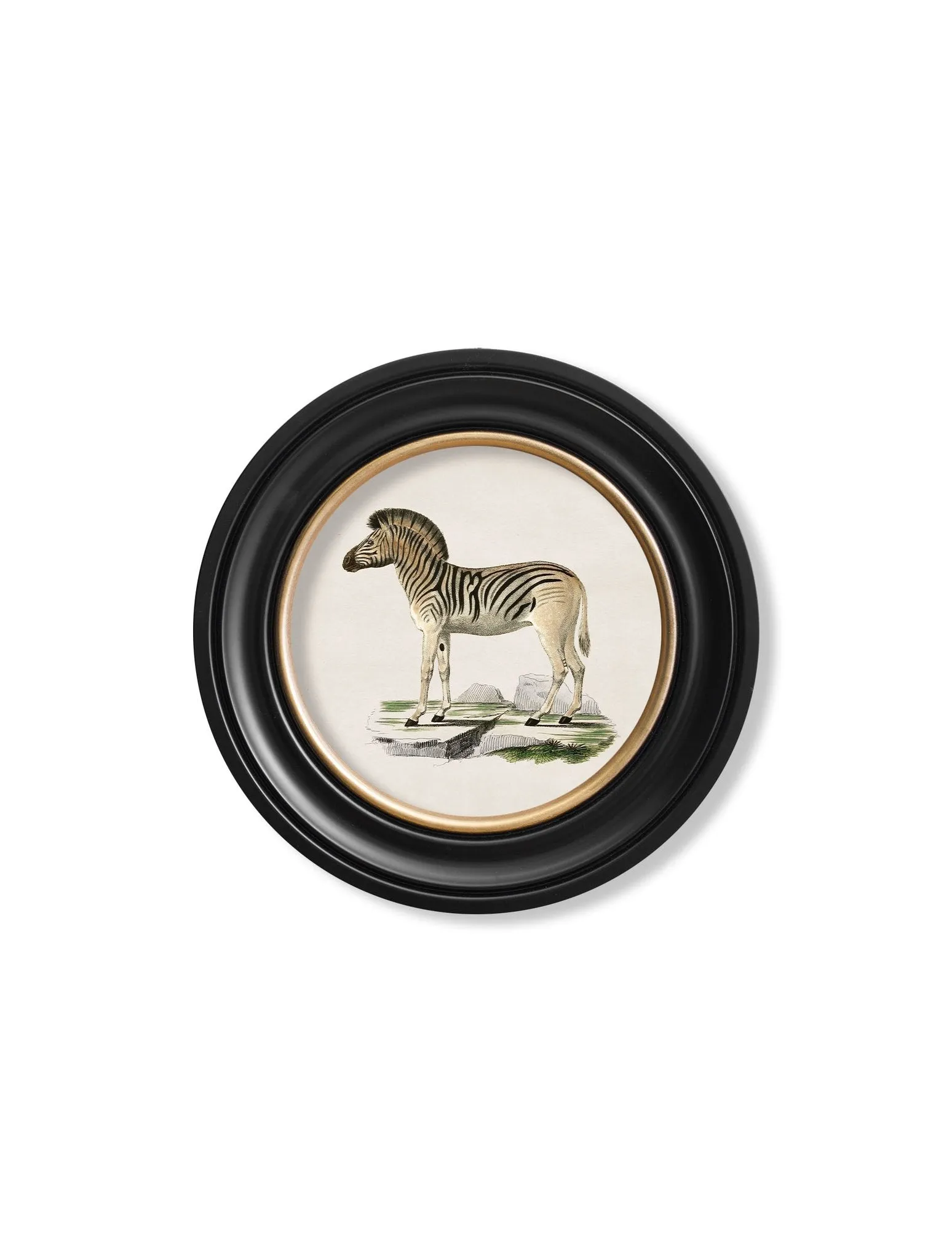 C.1836 Zebra - Round Frame