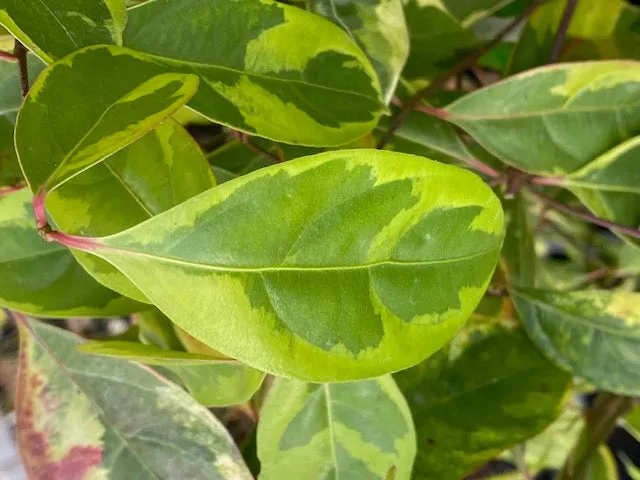 Cornus elliptica 'Summer Splash' (Variegated China Dogwood)