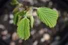 Corylopsis gotoana (Winterhazel)