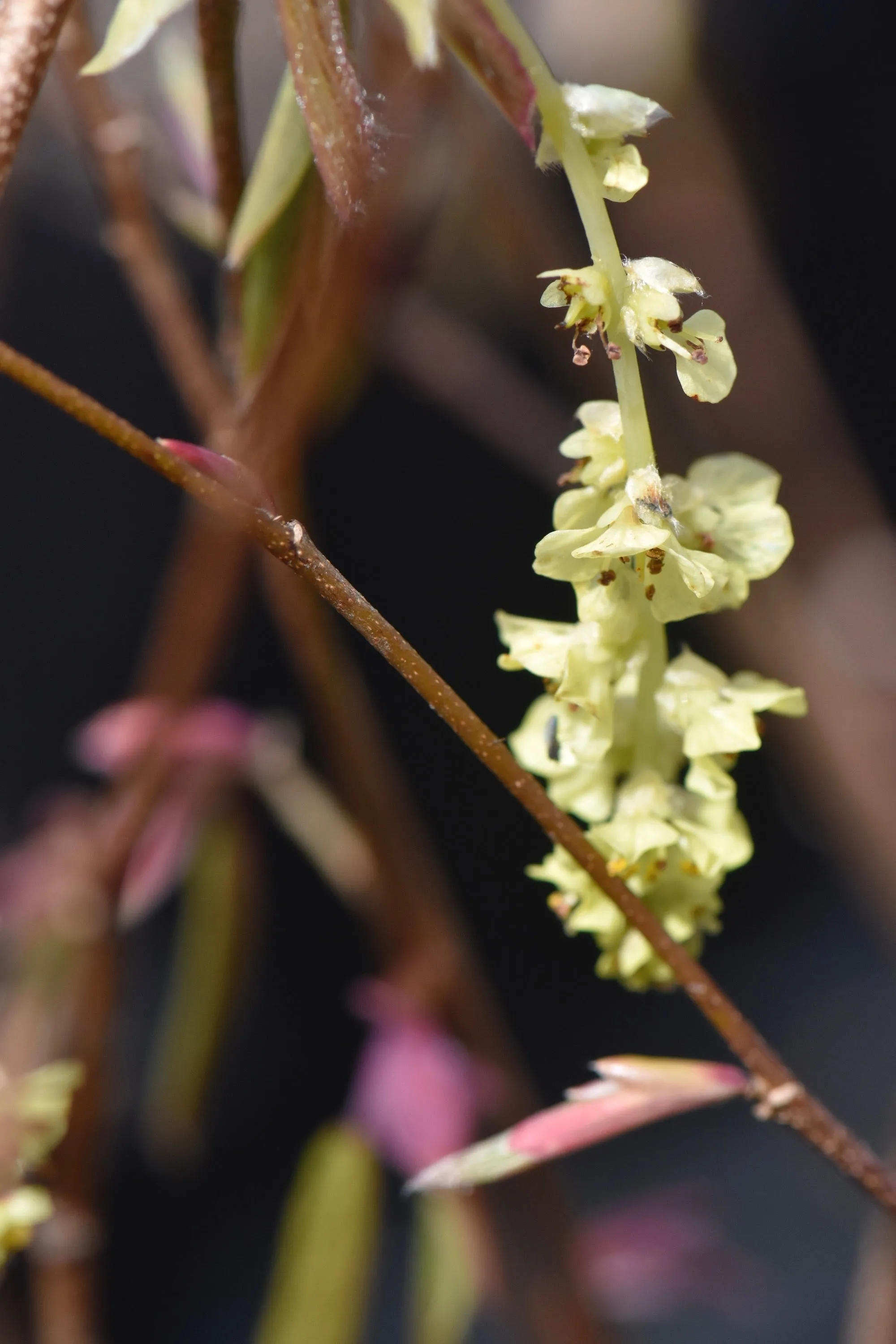 Corylopsis willmotia 'Spring Purple' (Chinese Winter Hazel) syn. Corylopsis sinensis