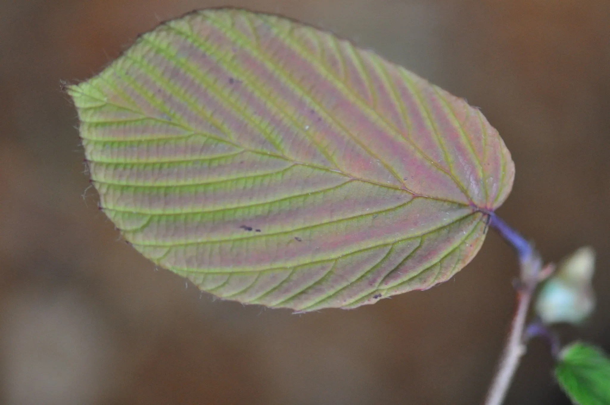 Corylopsis willmotia 'Spring Purple' (Chinese Winter Hazel) syn. Corylopsis sinensis