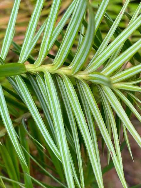 Cunninghamia lanceolata (China Fir)