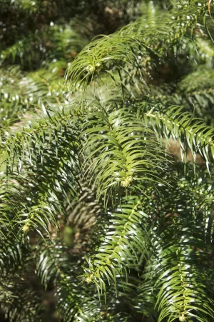 Cunninghamia lanceolata (China Fir)