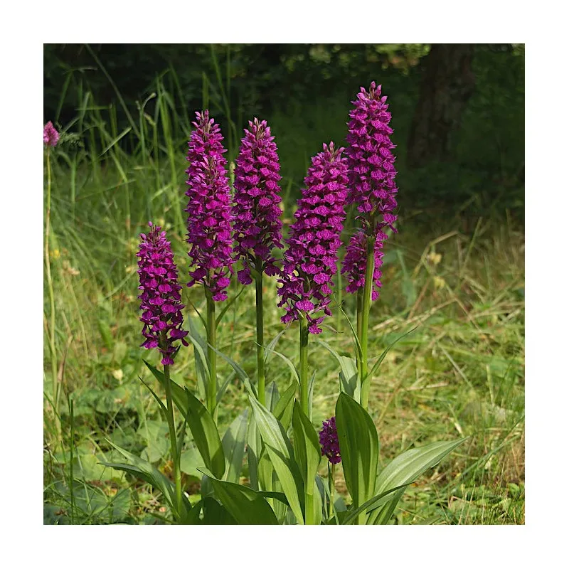 Dactylorhiza 'Foliorella' (Marsh Orchid)