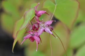 Epimedium grandiflorum 'Red Queen' (Barrenwort)