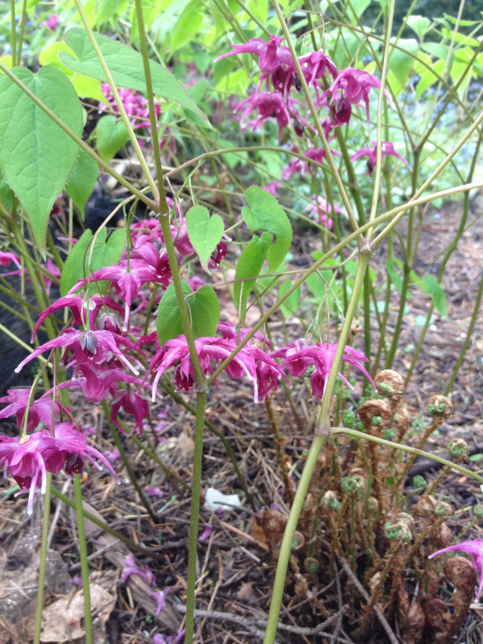 Epimedium grandiflorum 'Red Queen' (Barrenwort)