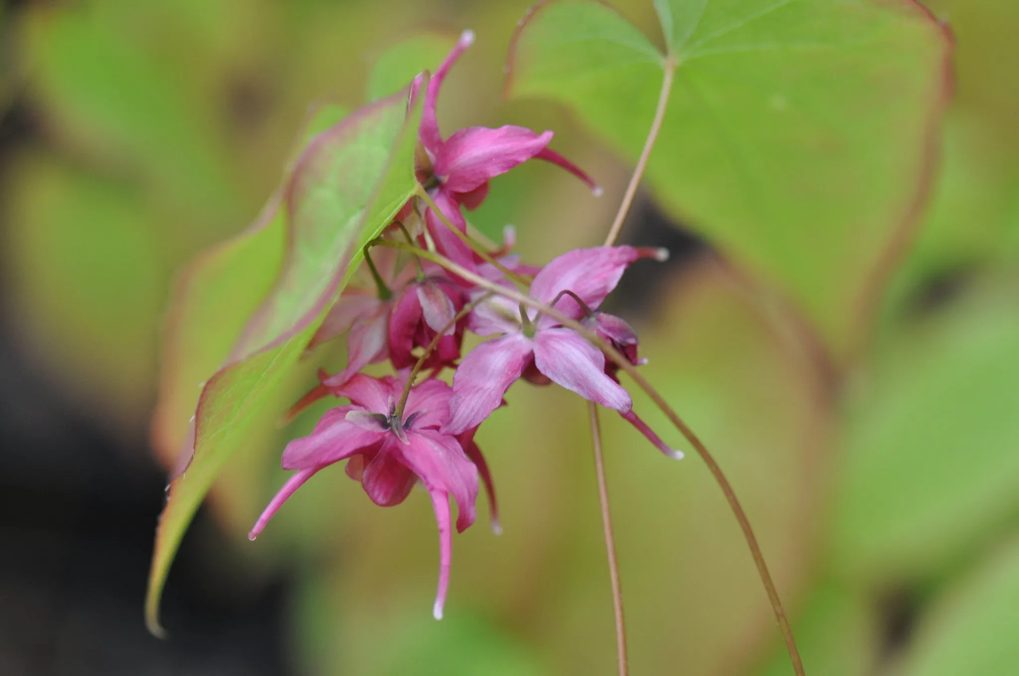 Epimedium grandiflorum 'Red Queen' (Barrenwort)