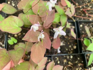 Epimedium x youngianum 'Purple Heart' (Fairy Wings)