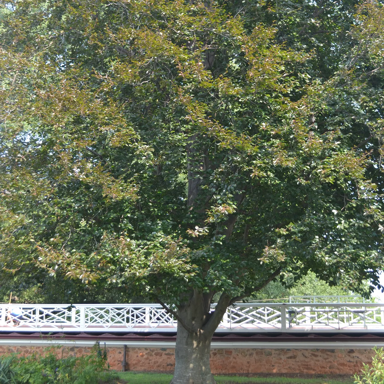 European Copper Beech (Fagus sylvatica 'Atropunicea')