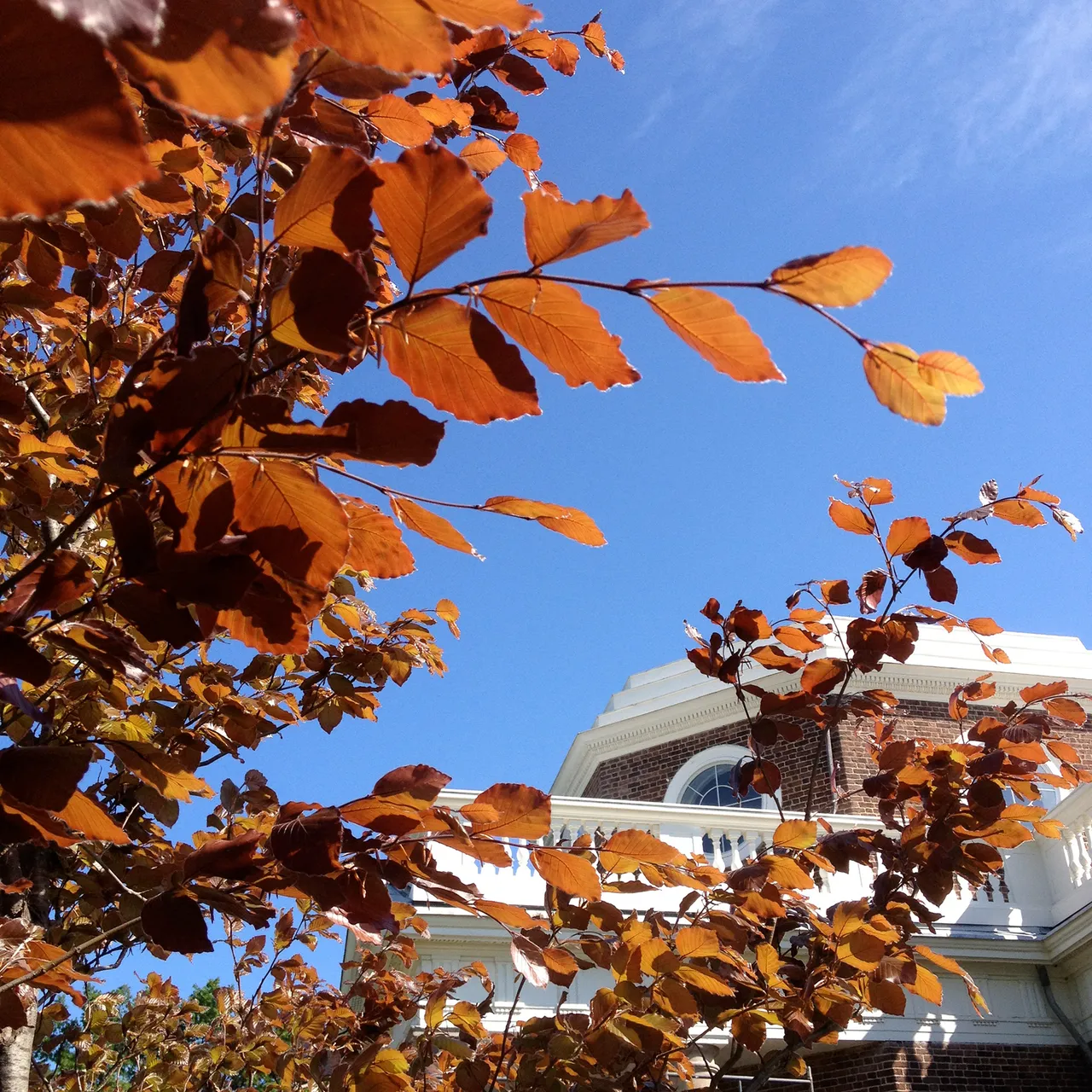 European Copper Beech (Fagus sylvatica 'Atropunicea')