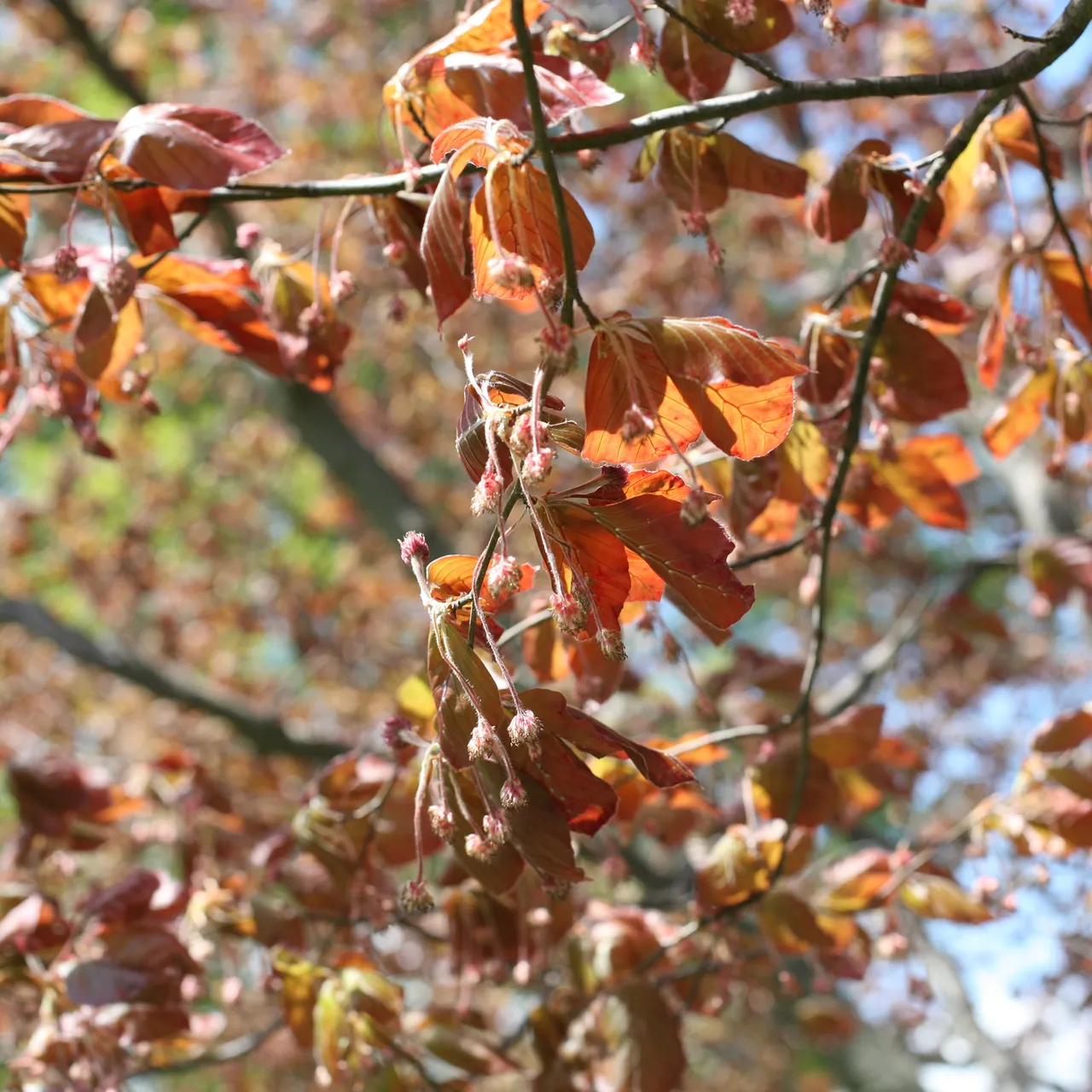 European Copper Beech (Fagus sylvatica 'Atropunicea')