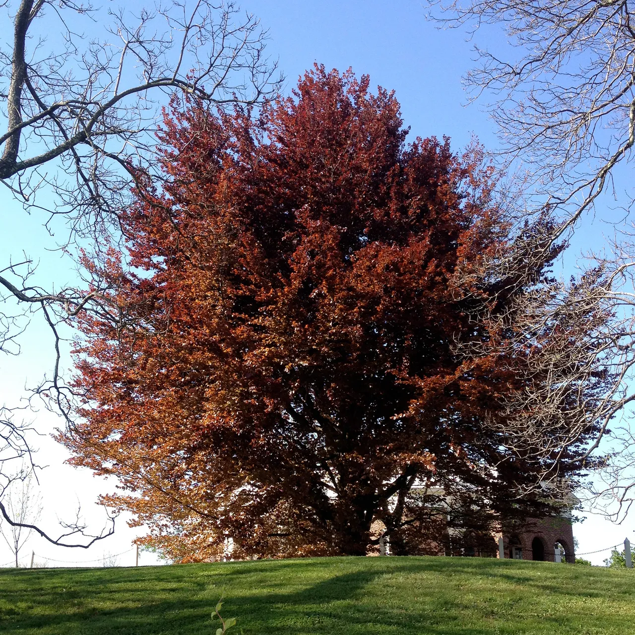 European Copper Beech (Fagus sylvatica 'Atropunicea')