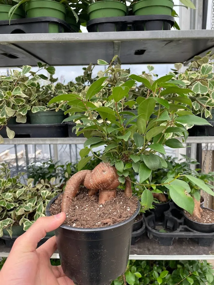 Ficus Ginseng