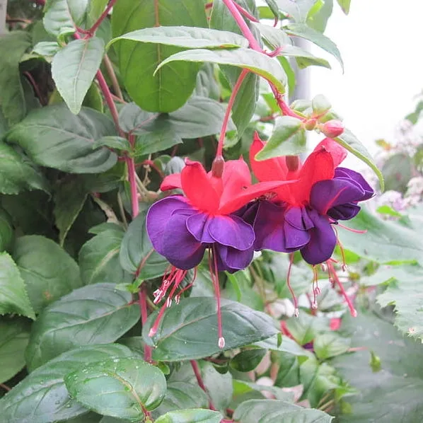 Fuchsia Giant Royal Velvet