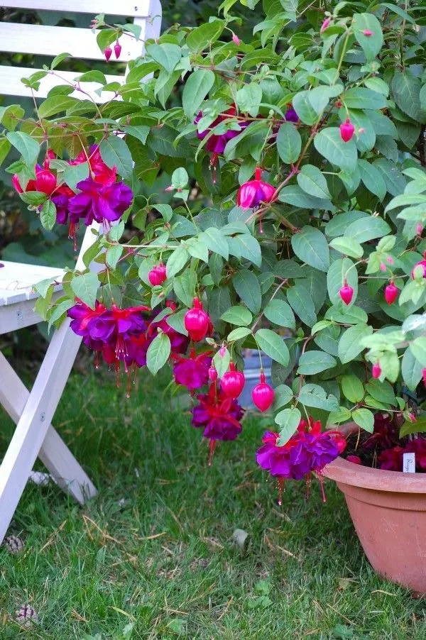 Fuchsia Giant Royal Velvet