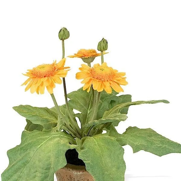 Gerbera Daisy 8"H