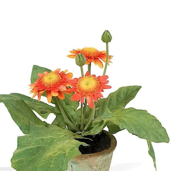 Gerbera Daisy 8"H