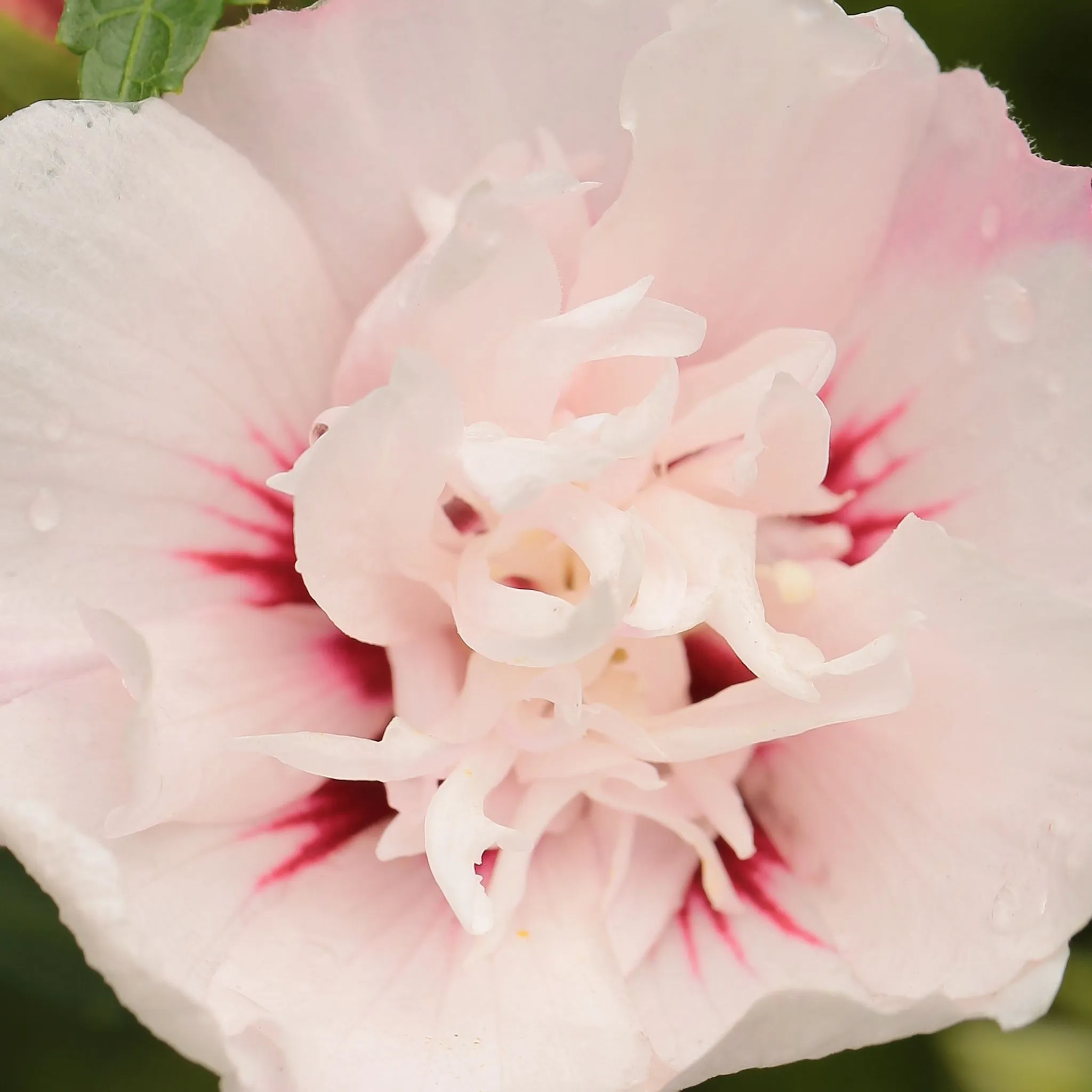 Hibiscus syriacus Lady Stanley 1.5L