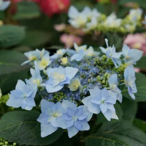 Hydrangea serrata 'Tuff Stuff Ah Ha'  (Mountain Hydrangea)