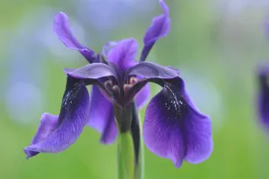 Iris chrysographes  (Black Iris)