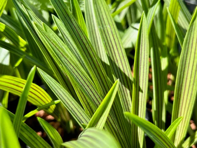 Ledebouria cooperi (Cooper's African Hyacinth)