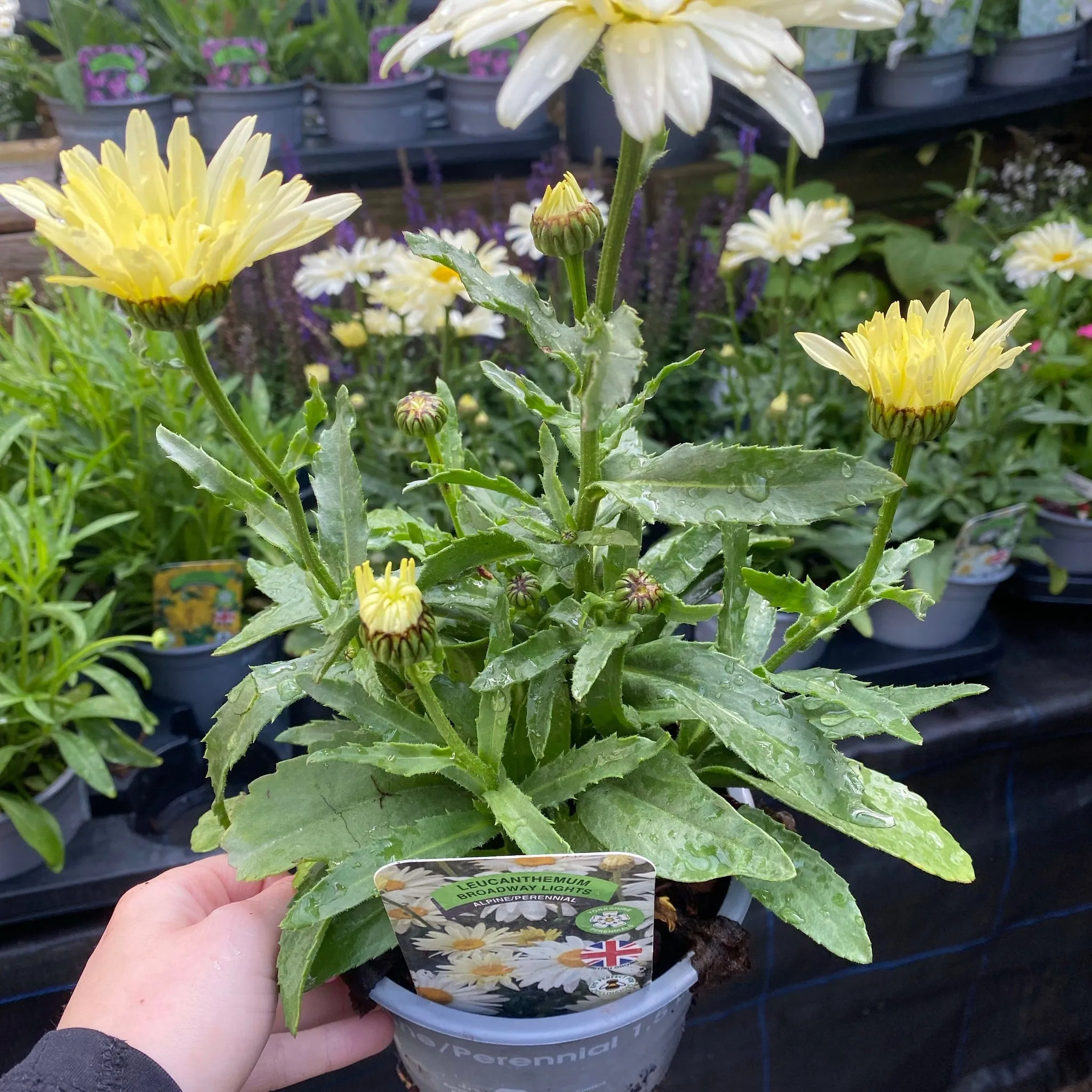 Leucanthemum 'Broadway Lights' 1.5L