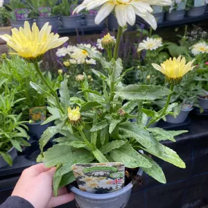 Leucanthemum 'Broadway Lights' 1.5L