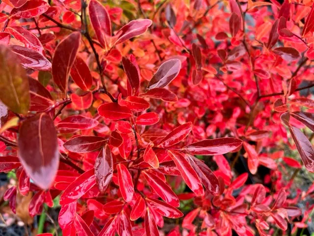 Lindera angustifolia (Oriental Spicebush)