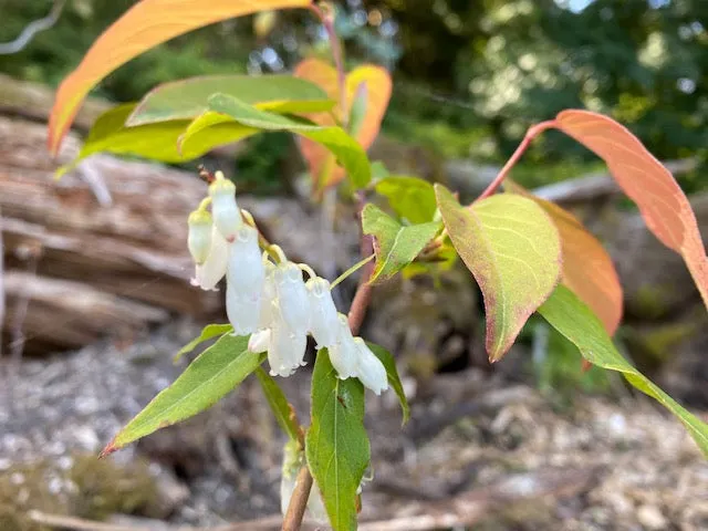 Lyonia ovalifolia ZHNP195 (Fetterbush)