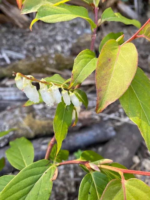 Lyonia ovalifolia ZHNP195 (Fetterbush)