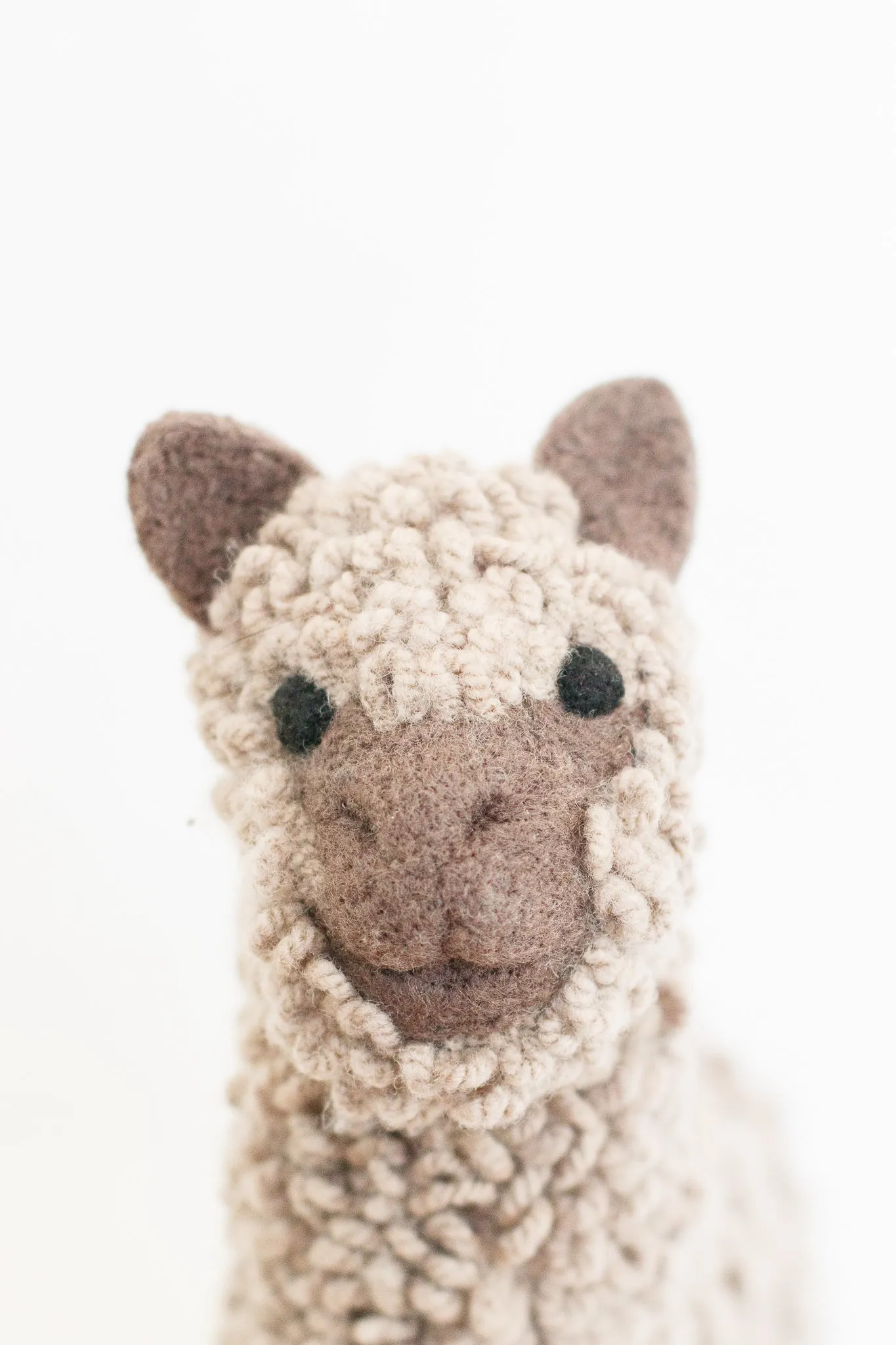 Molly Alpaca