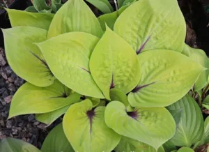 Peach Brandy Hosta