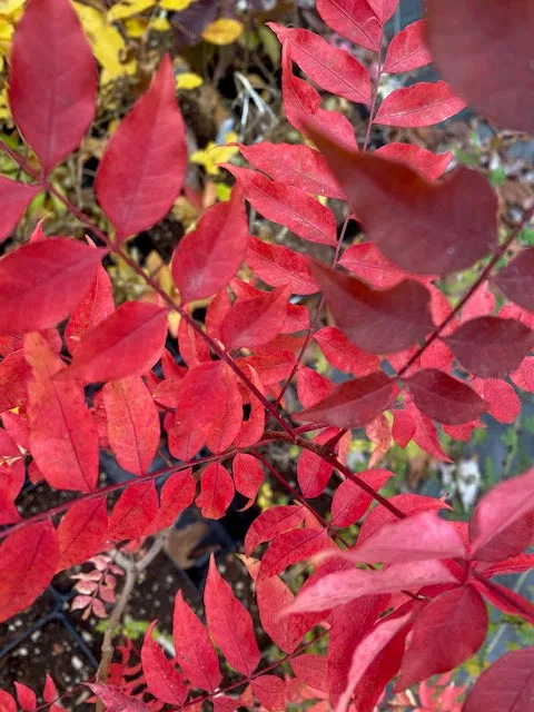 Pistacia chinensis  (Chinese Pistachio)