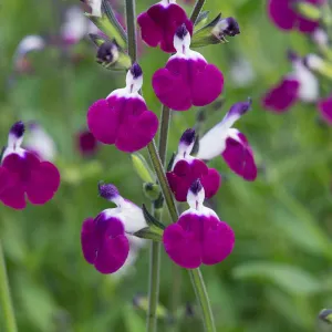 Salvia 'Amethyst Lips'