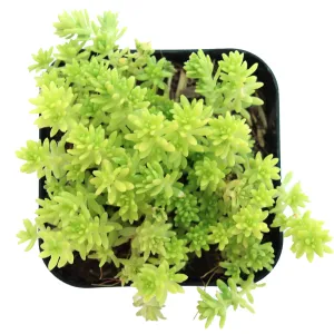 Sedum japonicum 'Tokyo Sun'