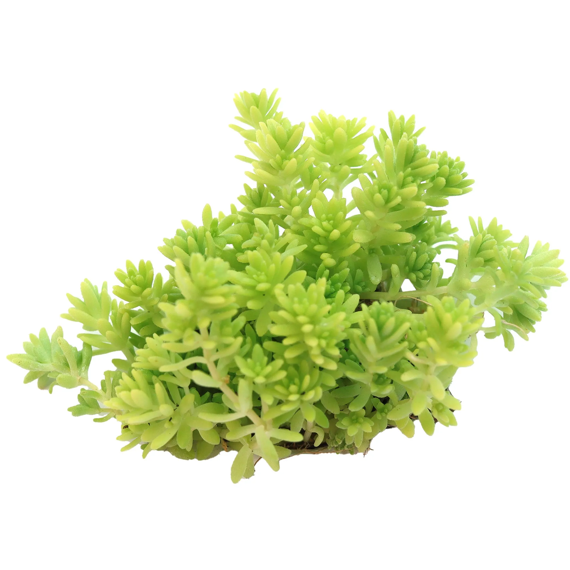 Sedum japonicum 'Tokyo Sun'