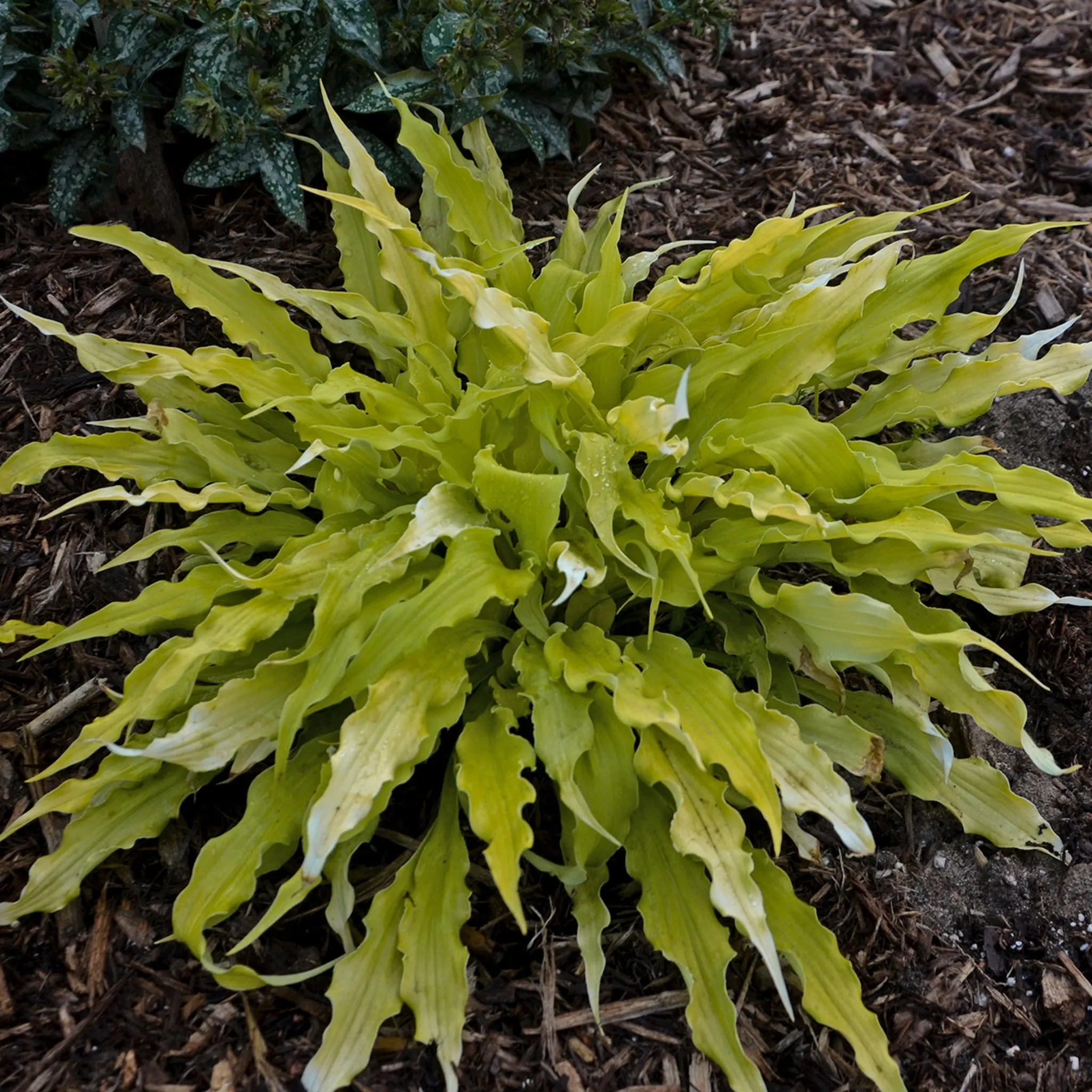 Wiggles and Squiggles Hosta