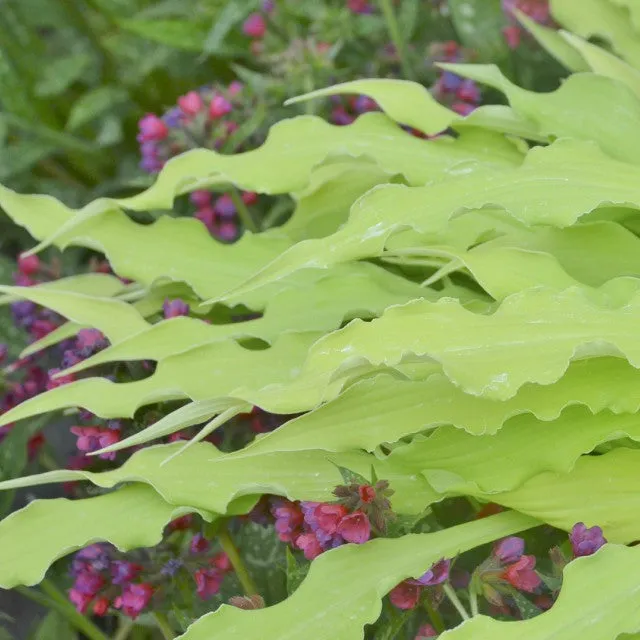 Wiggles and Squiggles Hosta