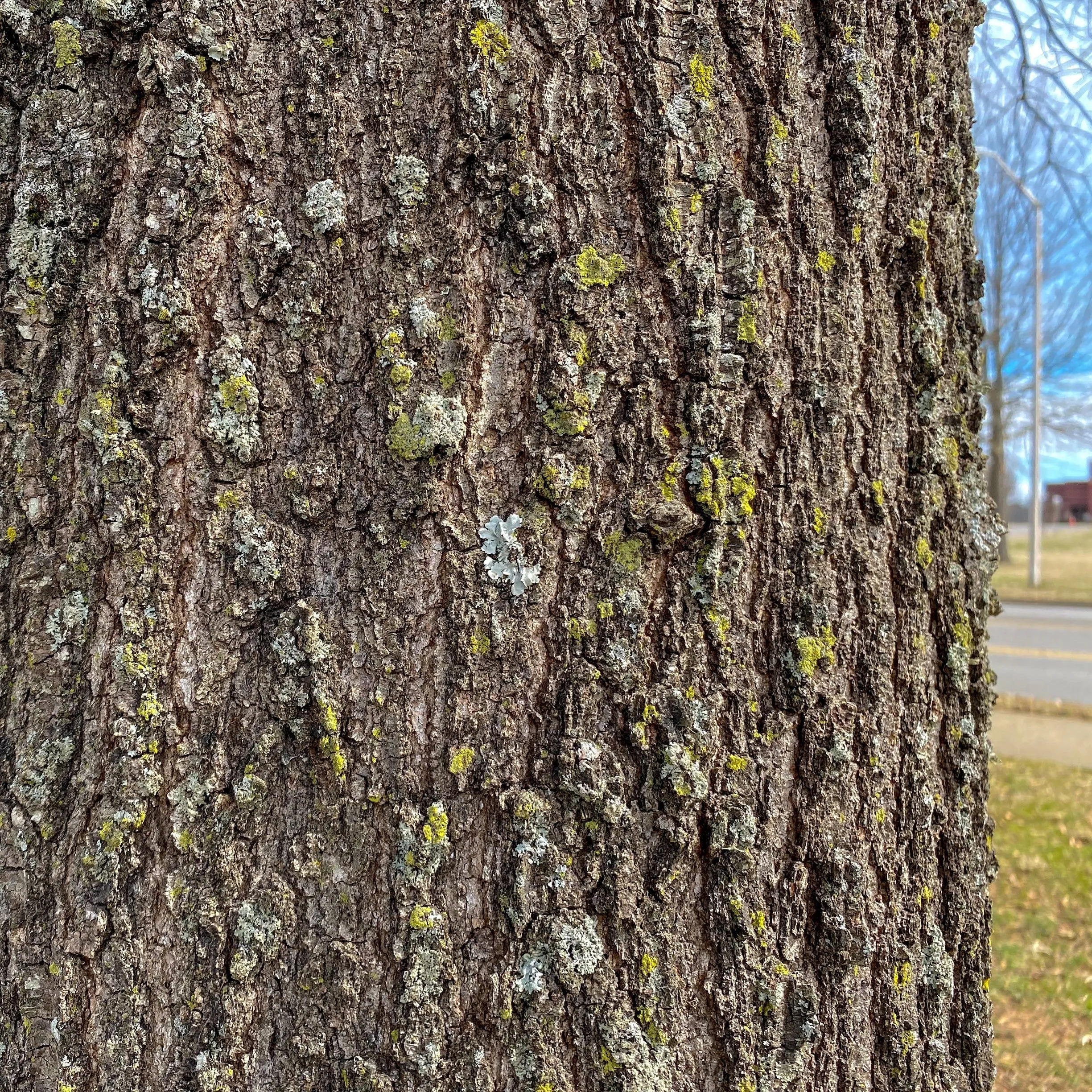 Willow Oak Tree