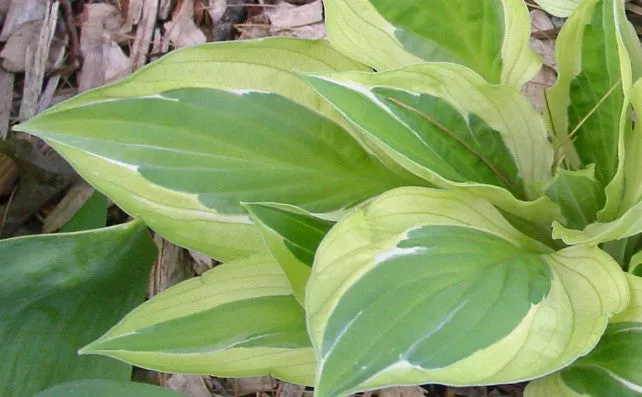 Yellow Polka Dot Bikini Hosta