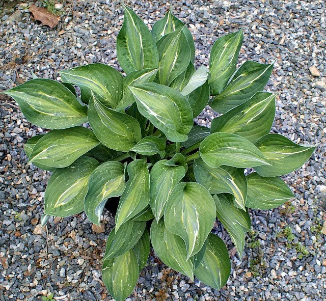 Yellow Polka Dot Bikini Hosta